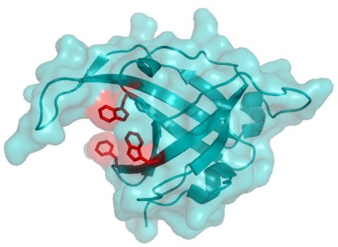 The newly discovered human hSSB1 protein is thought to resemble the structure of the SSB protein pictured here (DNA binding area is shown in red).
